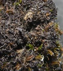 Attēlu rezultāti vaicājumam “Leptogium lichenoides”