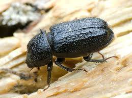Attēlu rezultāti vaicājumam “Sinodendron cylindricum female”