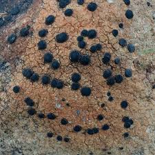 Attēlu rezultāti vaicājumam “Porpidia macrocarpa”