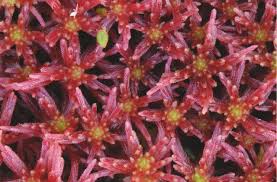 Attēlu rezultāti vaicājumam “Sphagnum russowii”