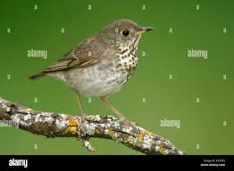 Image result for Catharus minimus