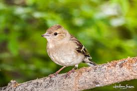 Attēlu rezultāti vaicājumam “Fringilla coelebs female”