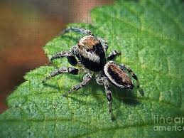 Attēlu rezultāti vaicājumam “Evarcha falcata male”