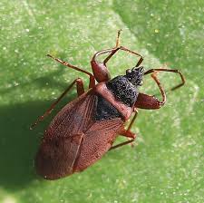 Attēlu rezultāti vaicājumam “Gastrodes grossipes”