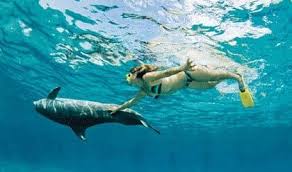 Image result for Belfairs Dolphins Snorkelling Club