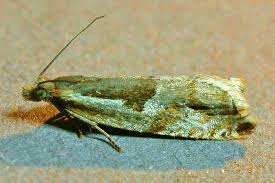 Attēlu rezultāti vaicājumam “Ancylis myrtillana”