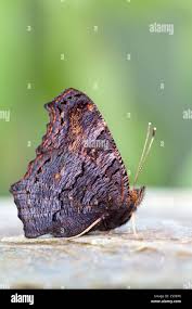 Attēlu rezultāti vaicājumam “Inachis io underside”