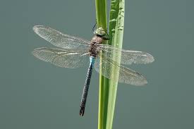 Attēlu rezultāti vaicājumam “Anax parthenope”