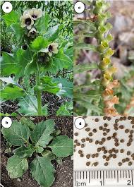 Attēlu rezultāti vaicājumam “Hyoscyamus niger”