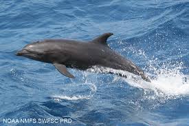 Image result for Tursiops truncatus
