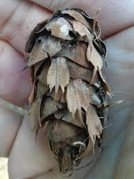 Attēlu rezultāti vaicājumam “Pseudotsuga menziesii fruit”