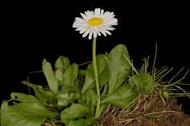 Image result for Bellis perennis