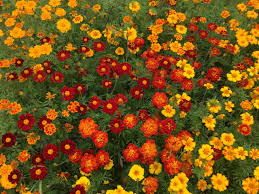 Attēlu rezultāti vaicājumam “Tagetes”