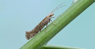 Attēlu rezultāti vaicājumam “Plutella xylostella”