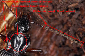 Attēlu rezultāti vaicājumam “Limodromus assimilis”