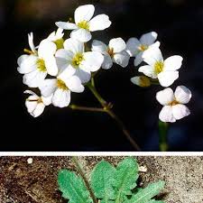 Attēlu rezultāti vaicājumam “Cardaminopsis arenosa”