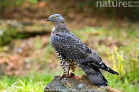 Attēlu rezultāti vaicājumam “Pernis apivorus”