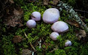 Attēlu rezultāti vaicājumam “Cortinarius traganus”
