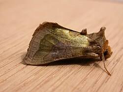 Attēlu rezultāti vaicājumam “Diachrysia tutti”