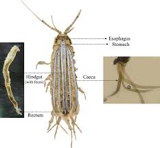 Attēlu rezultāti vaicājumam “Asellus aquaticus”