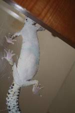 Image result for gravidity leopard gecko