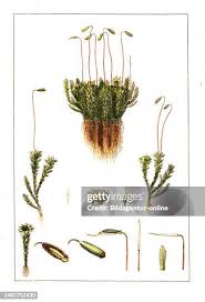 Attēlu rezultāti vaicājumam “Mnium hornum sporophyte”