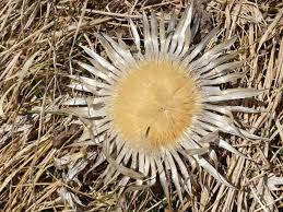 Image result for Silberdistel