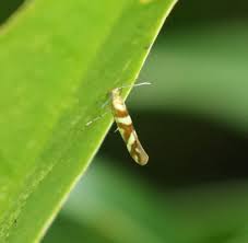 Attēlu rezultāti vaicājumam “Argyresthia goedartella”