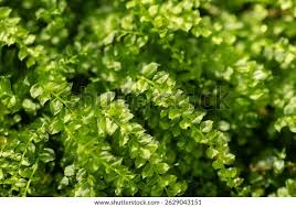 Attēlu rezultāti vaicājumam “Plagiomnium”