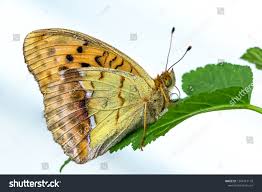 Attēlu rezultāti vaicājumam “Argynnis laodice male”