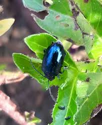Attēlu rezultāti vaicājumam “Alticinae”