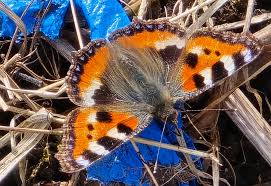 Attēlu rezultāti vaicājumam “Aglais urticae upperside”