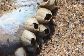 Attēlu rezultāti vaicājumam “Balanus improvisus”