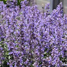 Attēlu rezultāti vaicājumam “Nepeta x faassenii flower”