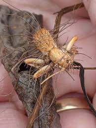 Attēlu rezultāti vaicājumam “Cordyceps”