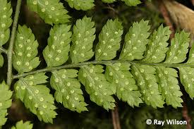 Attēlu rezultāti vaicājumam “Dryopteris dilatata”