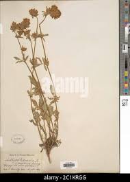 Attēlu rezultāti vaicājumam “Anthyllis maritima”