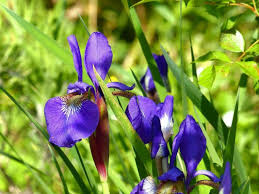 Attēlu rezultāti vaicājumam “Iris sibirica leaf”