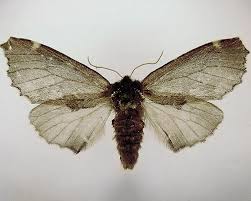 Attēlu rezultāti vaicājumam “Odontosia carmelita”