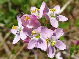 Image result for Centaurium erythraea