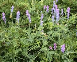 Attēlu rezultāti vaicājumam “Vicia cracca bud”