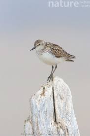 Image result for Calidris pusilla