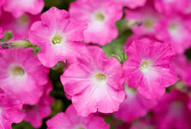 Image result for Petunia
