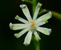 Attēlu rezultāti vaicājumam “Gymnocladus dioicus flower”