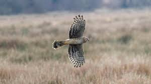 Image result for County Antrim Harriers