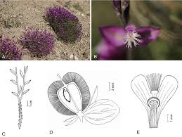 Attēlu rezultāti vaicājumam “Polygala vulgaris leaf”
