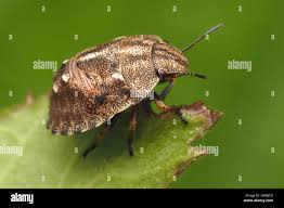 Attēlu rezultāti vaicājumam “Eurygaster testudinaria nymph”