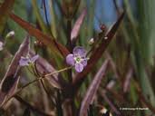 Attēlu rezultāti vaicājumam “Veronica scutellata fruit”