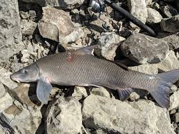 Image result for Cycleptus elongatus