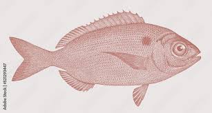 Image result for Pagellus bogaraveo